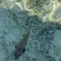 фото из отзыва ID 2057364