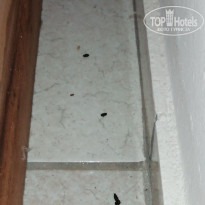 фото из отзыва ID 2050710