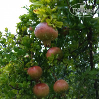 фото из отзыва ID 2058733