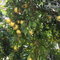 фото из отзыва ID 2059744