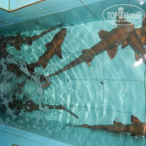 фото из отзыва ID 2060215