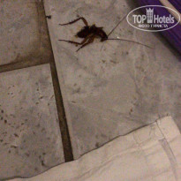 фото из отзыва ID 2060222