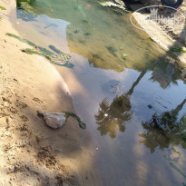 фото из отзыва ID 2060288