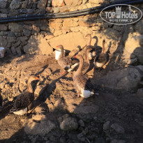 фото из отзыва ID 2060459