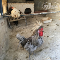 фото из отзыва ID 2060459