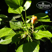 фото из отзыва ID 2061367