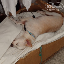 фото из отзыва ID 2061459