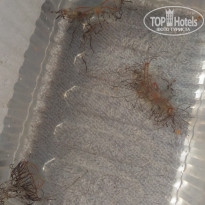 фото из отзыва ID 2061557