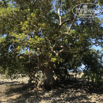 фото из отзыва ID 2062213