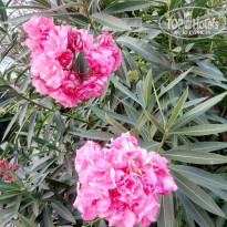 фото из отзыва ID 2062919