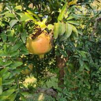 фото из отзыва ID 2064905