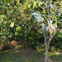 фото из отзыва ID 2064905