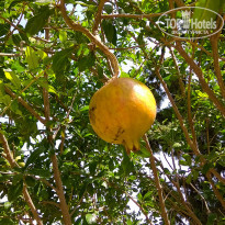 фото из отзыва ID 2066426