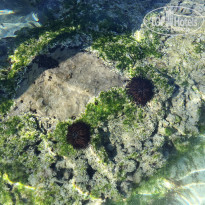 фото из отзыва ID 2066473