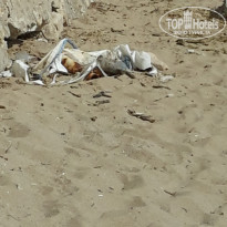 фото из отзыва ID 2066708