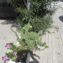 фото из отзыва ID 2066831