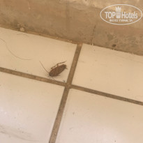 фото из отзыва ID 2067136