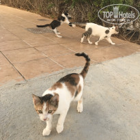 фото из отзыва ID 2067722