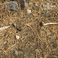 фото из отзыва ID 2068899