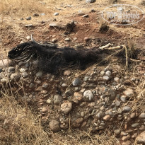 фото из отзыва ID 2068899