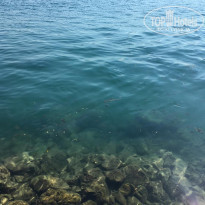 фото из отзыва ID 2069516