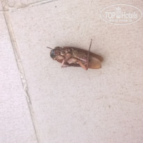 фото из отзыва ID 2069748