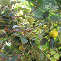 фото из отзыва ID 2069926