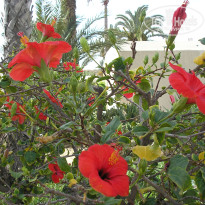 фото из отзыва ID 207759