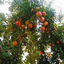 фото из отзыва ID 2070234