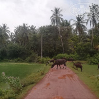 фото из отзыва ID 2071091