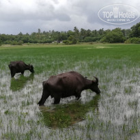 фото из отзыва ID 2071091