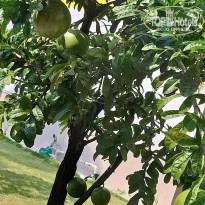 фото из отзыва ID 2070975