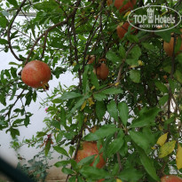 фото из отзыва ID 2071335