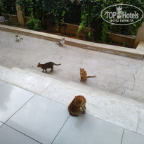 фото из отзыва ID 2071447