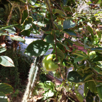 фото из отзыва ID 2071454