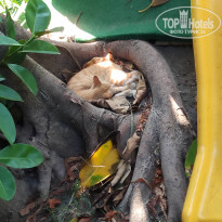 фото из отзыва ID 2071454