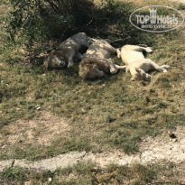 фото из отзыва ID 2071620