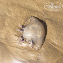 фото из отзыва ID 2071855