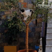 фото из отзыва ID 2072902