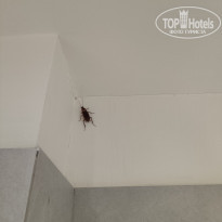 фото из отзыва ID 2072851