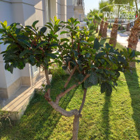 фото из отзыва ID 2073557