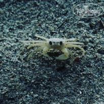 фото из отзыва ID 2074364