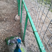 фото из отзыва ID 2074965