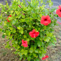 фото из отзыва ID 2075244