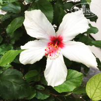 фото из отзыва ID 2075722