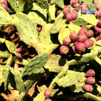 фото из отзыва ID 2076822