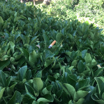 фото из отзыва ID 2077397