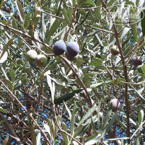 фото из отзыва ID 2077505