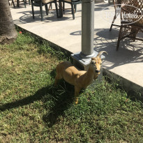 фото из отзыва ID 2078077