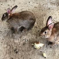 фото из отзыва ID 2078922